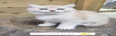 British Shorthair Kitten 1 stardust 