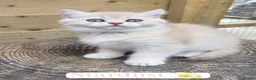 British Shorthair cats for sale: 💎 Price Reduced, Ready to leave now 🥰🏡 - Advert 12