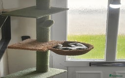 British Shorthair cats for sale: Two beautiful sisters cats  - Advert 7