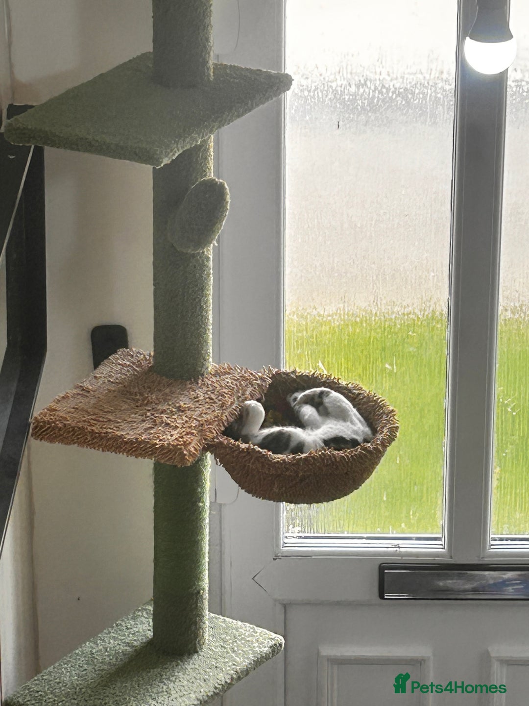 British Shorthair cats for sale: Two beautiful sisters cats  - Advert 7