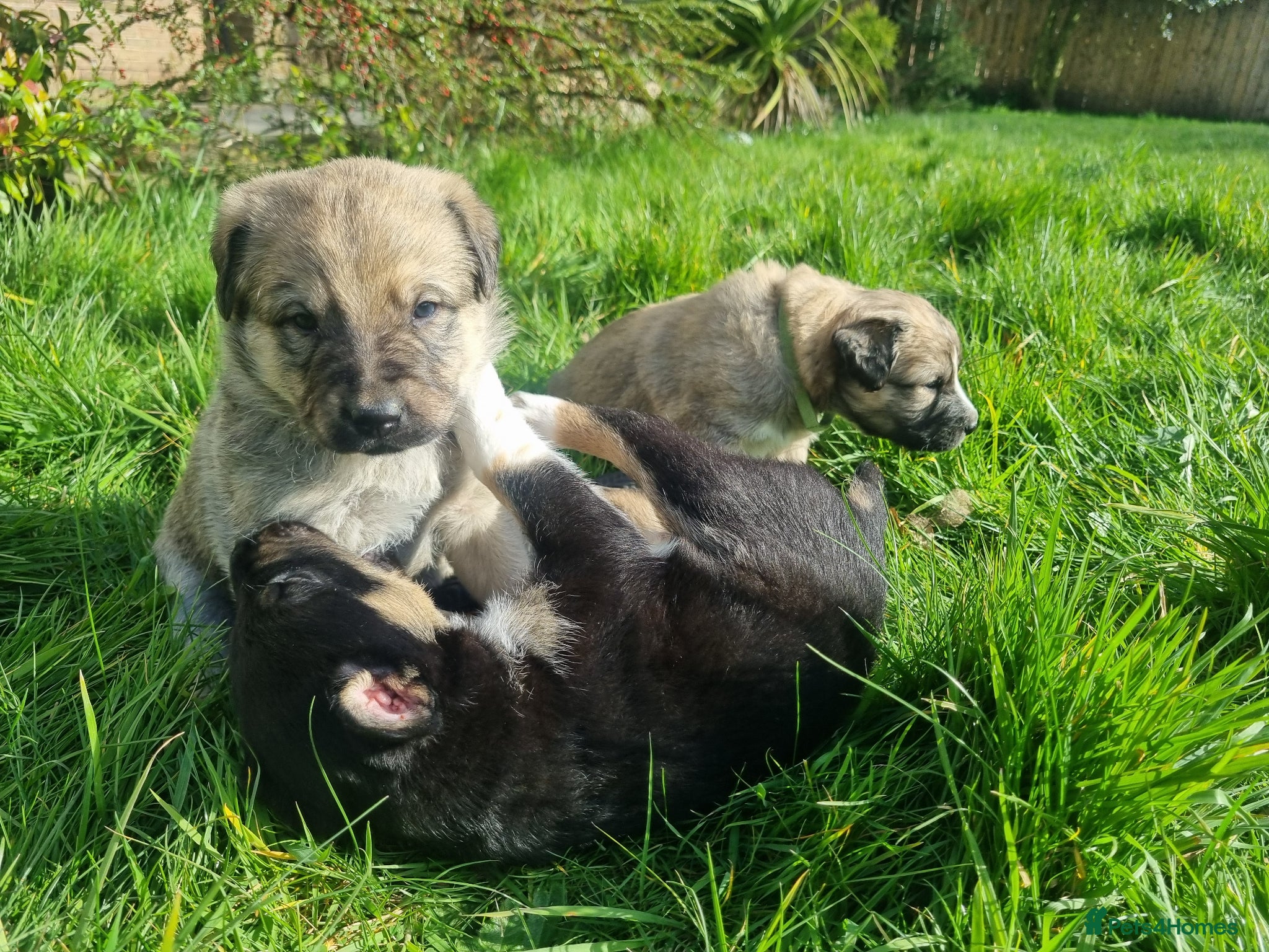 Mixed Breed dogs Kangal Mix Puppies - Advert 2