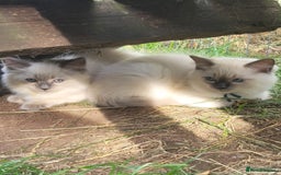 Ragdoll cats for sale: Adorable blue eyed ragdoll kittens - Image 1