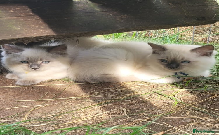 Ragdoll cats - Advert 2