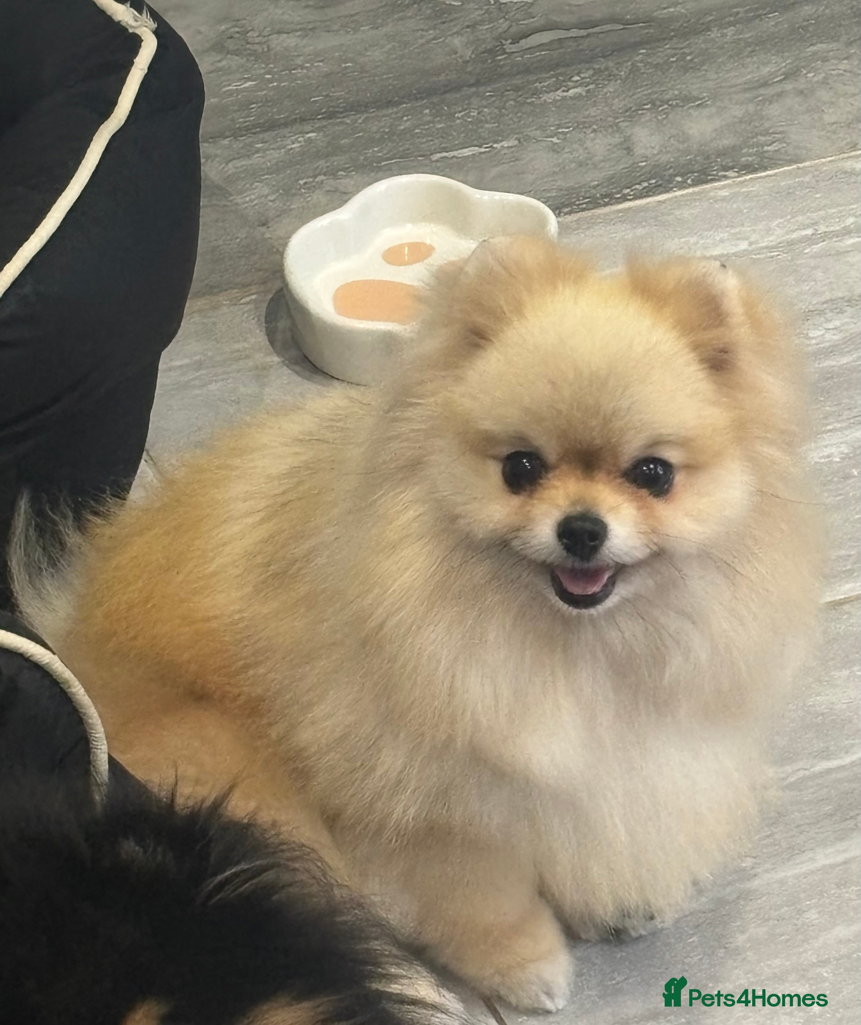 Pomeranian dogs Stunning Cream Girl for sale - Advert 12