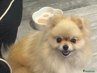 Pomeranian dogs Stunning Cream Girl for sale - Advert 13