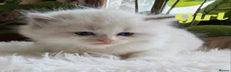 Ragdoll cats for sale: PUREBRED RAGDOLL KITTENS GCCF REGISTERED  - Advert 10