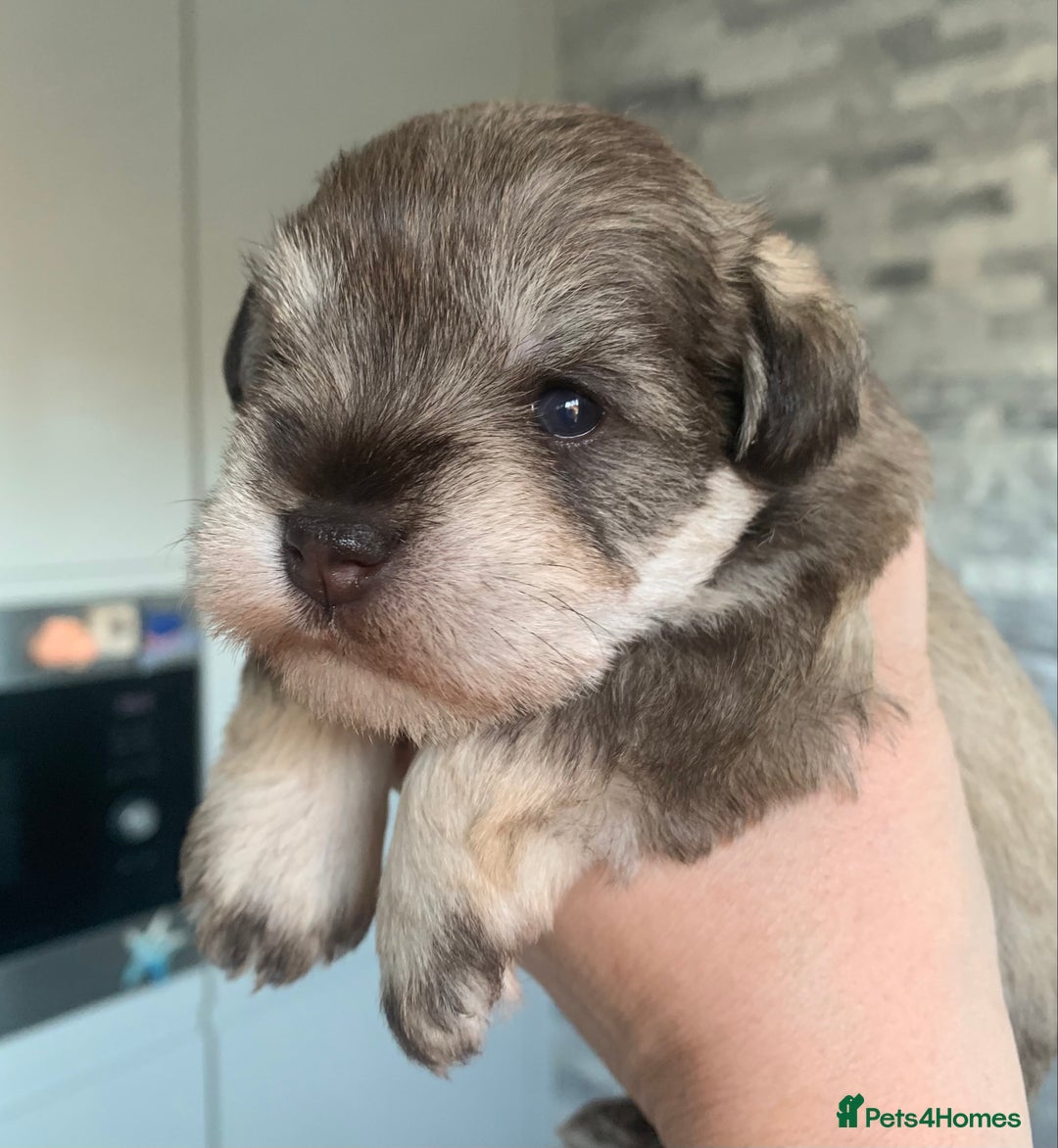 Miniature Schnauzer dogs for sale: KC BVA/MAC Chocolate Pepper Mini Schnauzers - Image 11