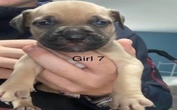 Mixed Breed dogs for sale: Staff x American pocket bully pups  - Image 7