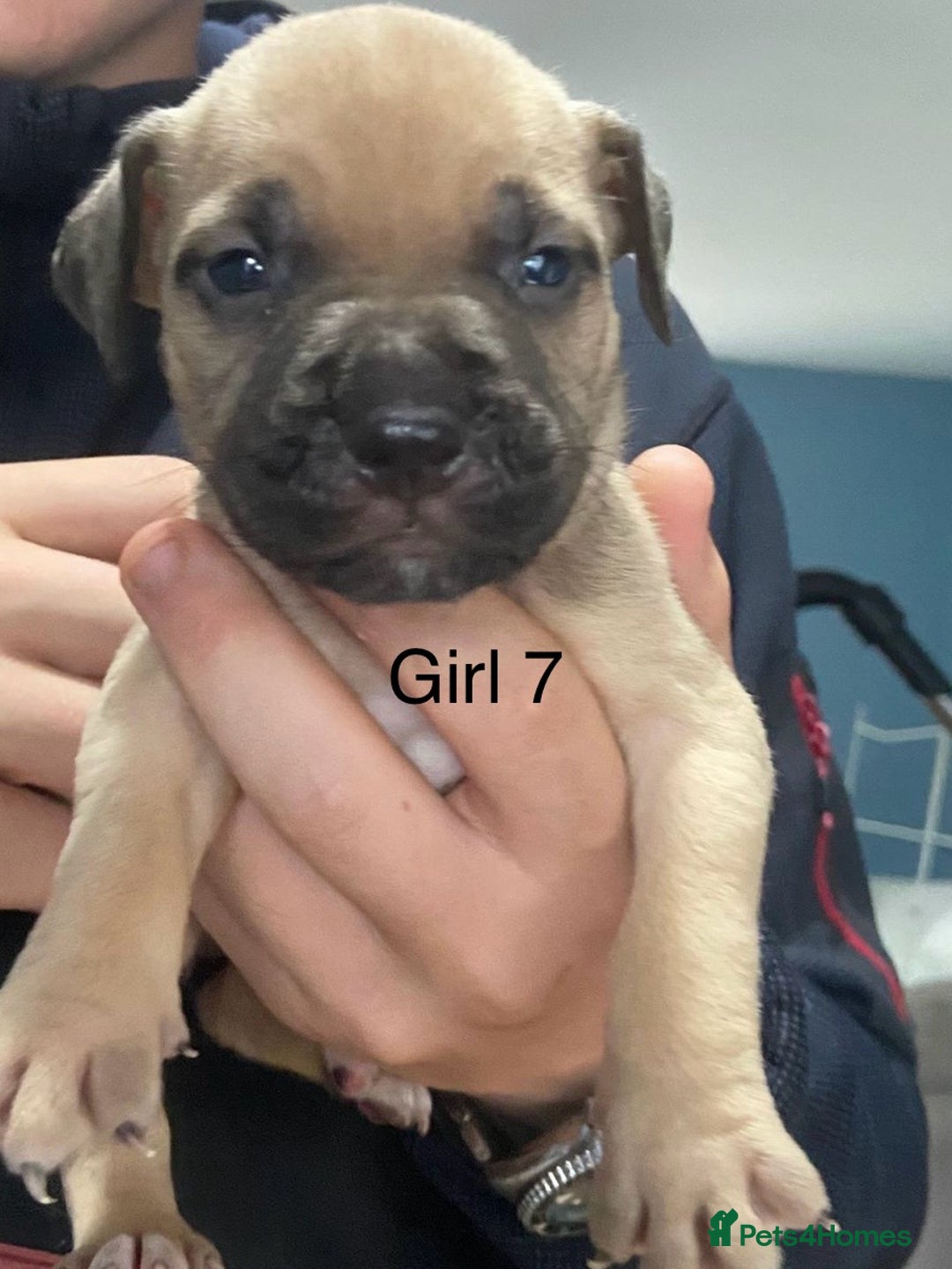 Mixed Breed dogs for sale: Staff x American pocket bully pups  - Image 7