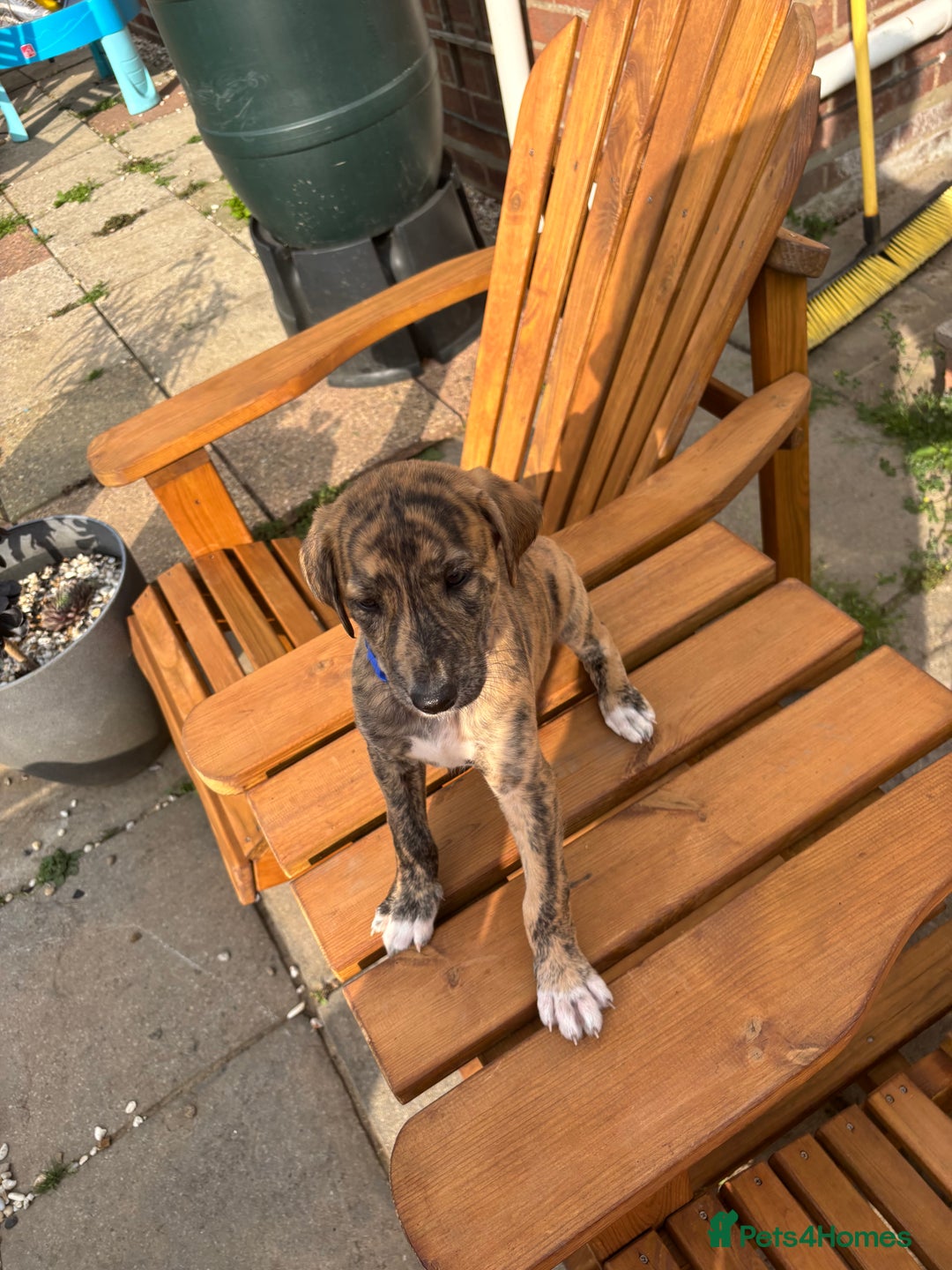 Lurcher dogs for sale: Working lurcher pups  - Image 9