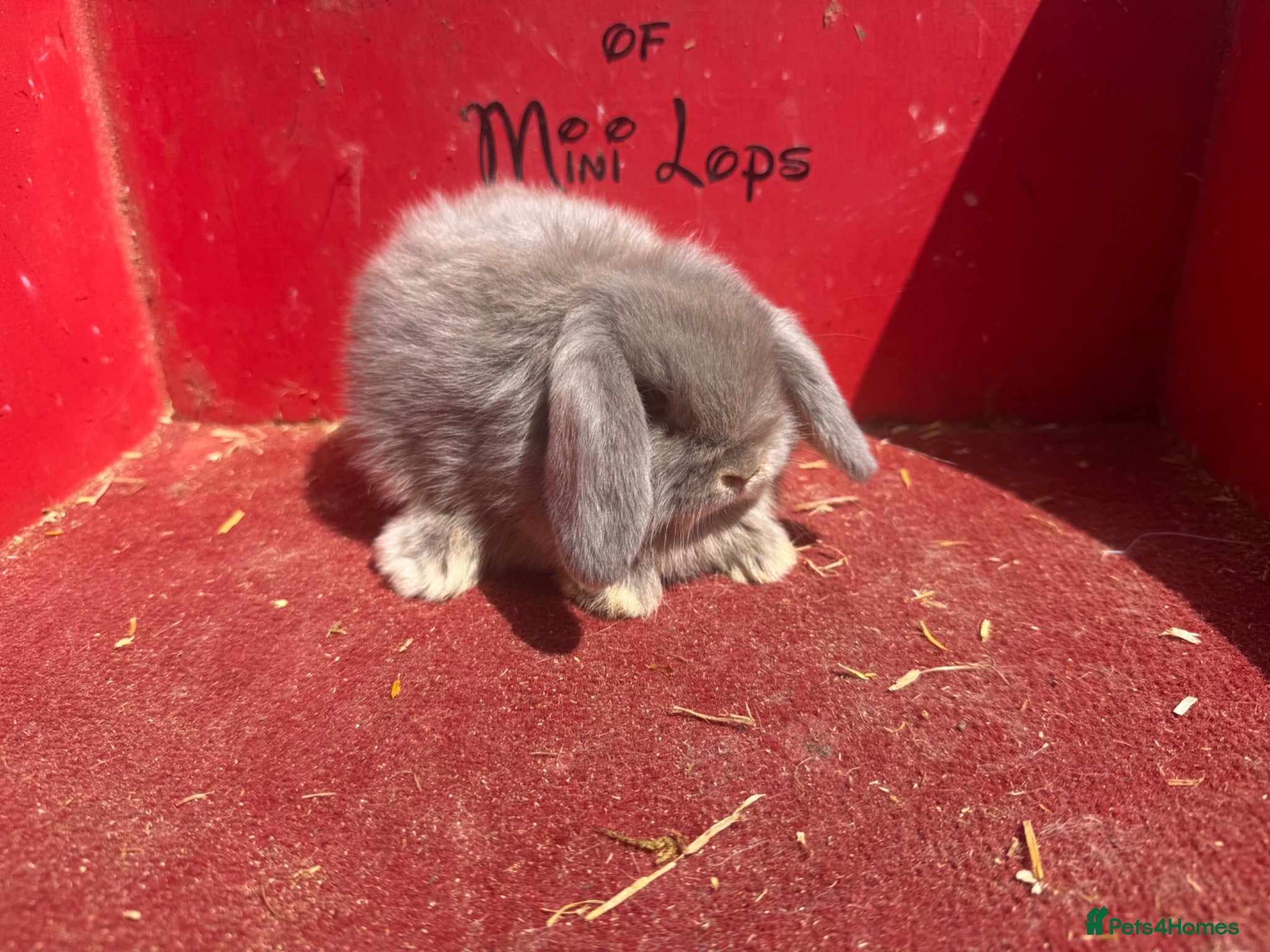 Mini Lop rabbits Mini lop babies ready for new homes now  - Advert 2