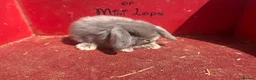 Mini Lop rabbits for sale: Mini lop babies ready for new homes now  - Advert 6