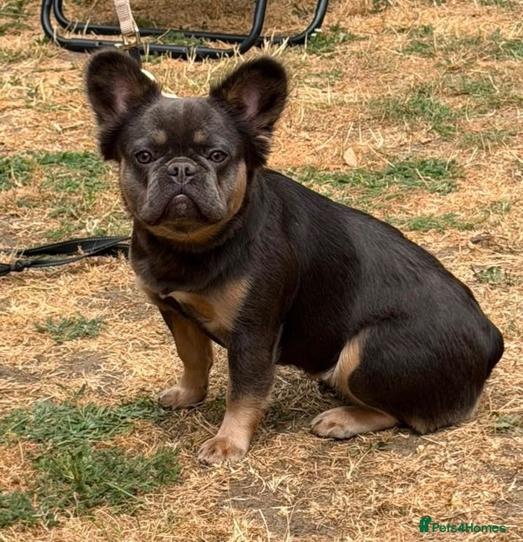 French Bulldog dogs Beautiful fluffy female frenchie for sale  - Advert 1
