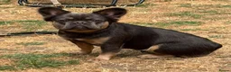 French Bulldog dogs for sale: Beautiful fluffy female frenchie for sale  - Advert 1