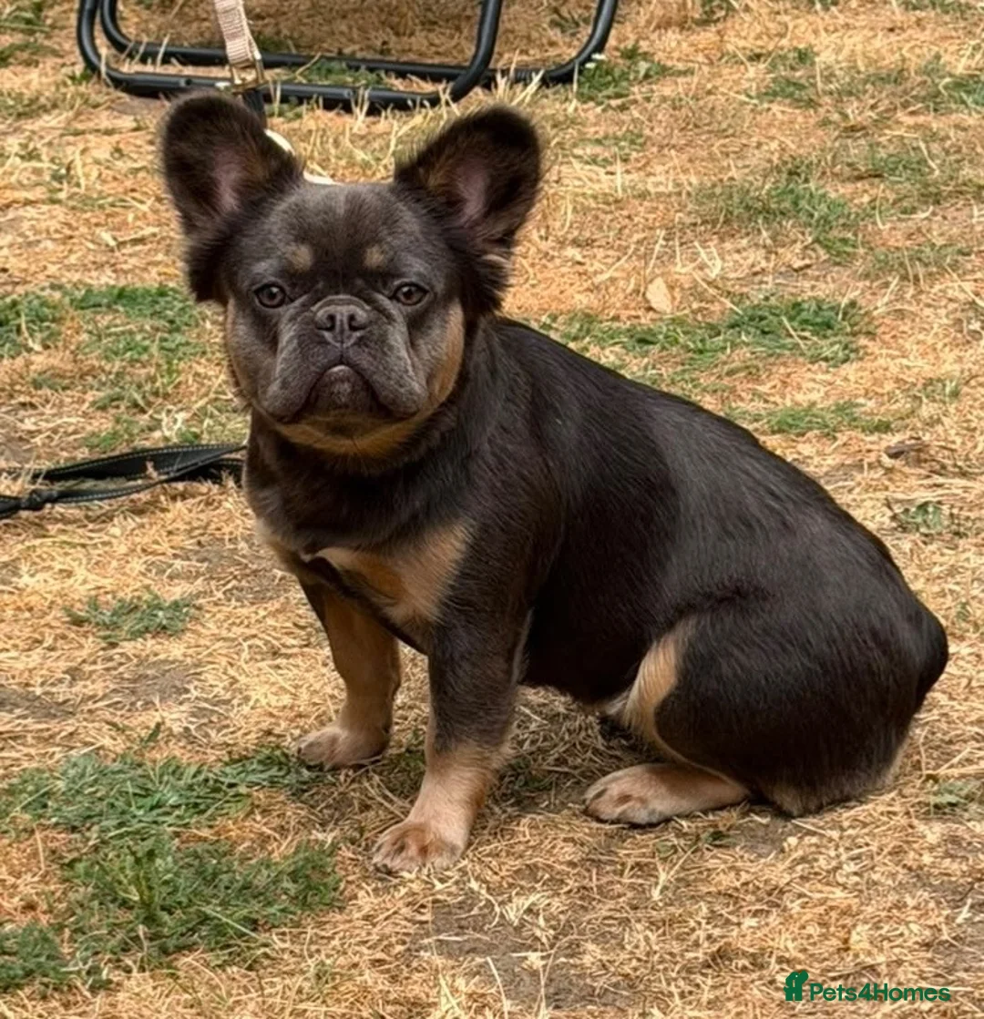 French Bulldog dogs for sale: Beautiful fluffy female frenchie for sale  - Advert 1