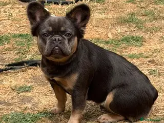 French Bulldog dogs Beautiful fluffy female frenchie for sale - Advert 3