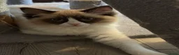 Ragdoll cats for sale: Ragdoll - Advert 8