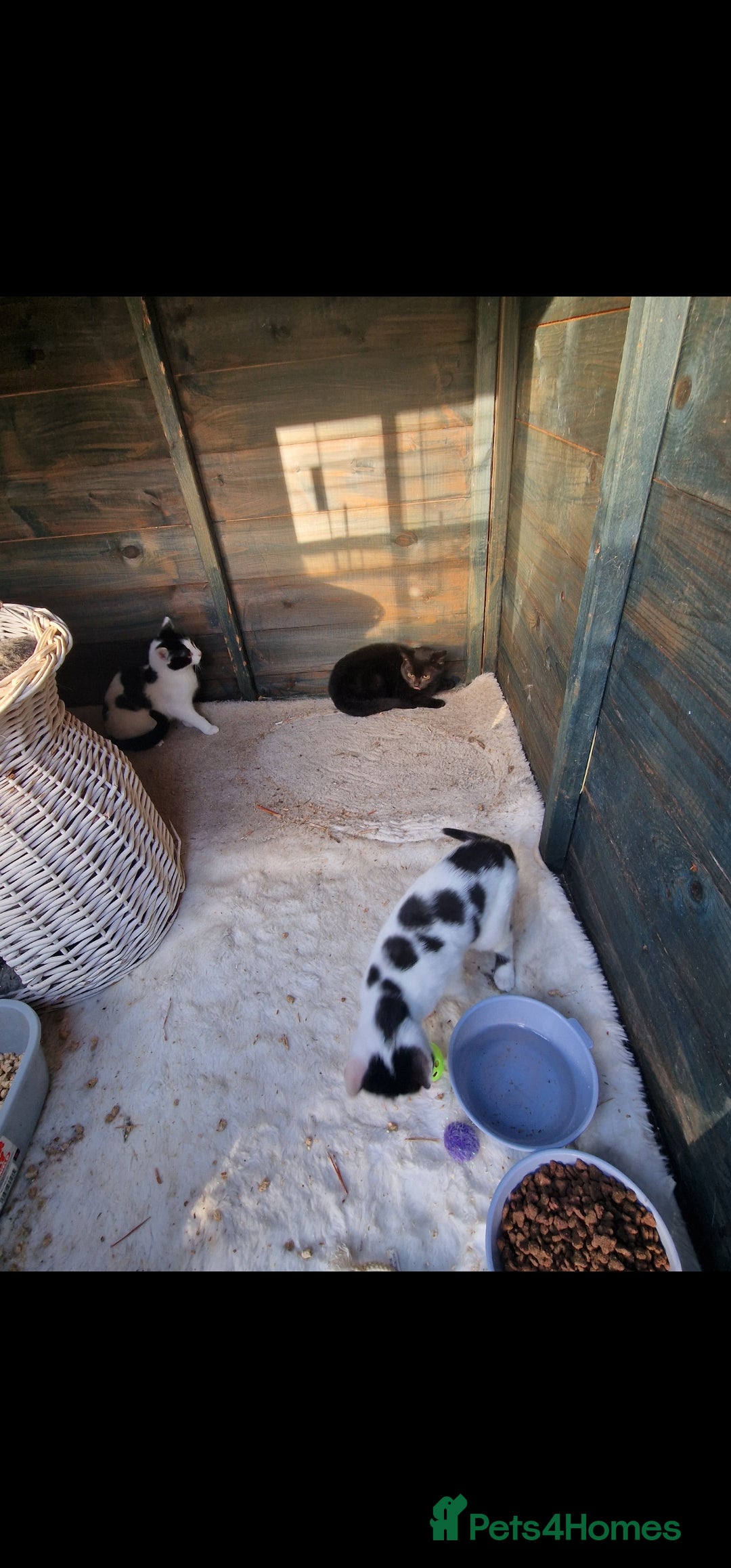 Mixed Breed cats for sale: Beautiful kittens for sale  - Advert 9