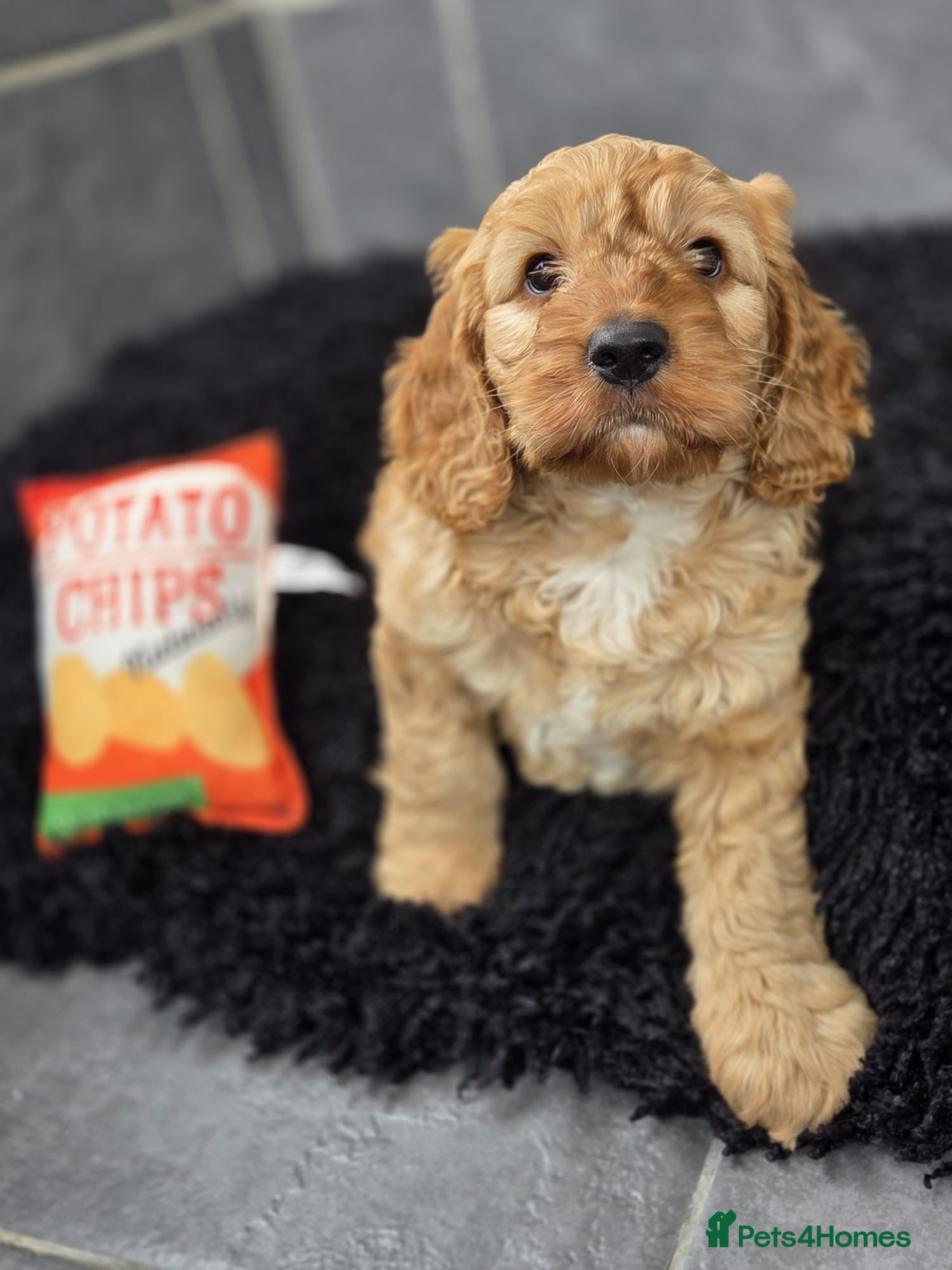 Cockapoo dogs Beautiful cockapoo pup - Advert 16