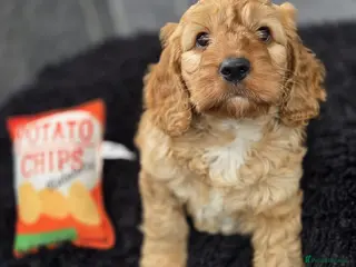 Cockapoo dogs Beautiful cockapoo pup - Advert 16