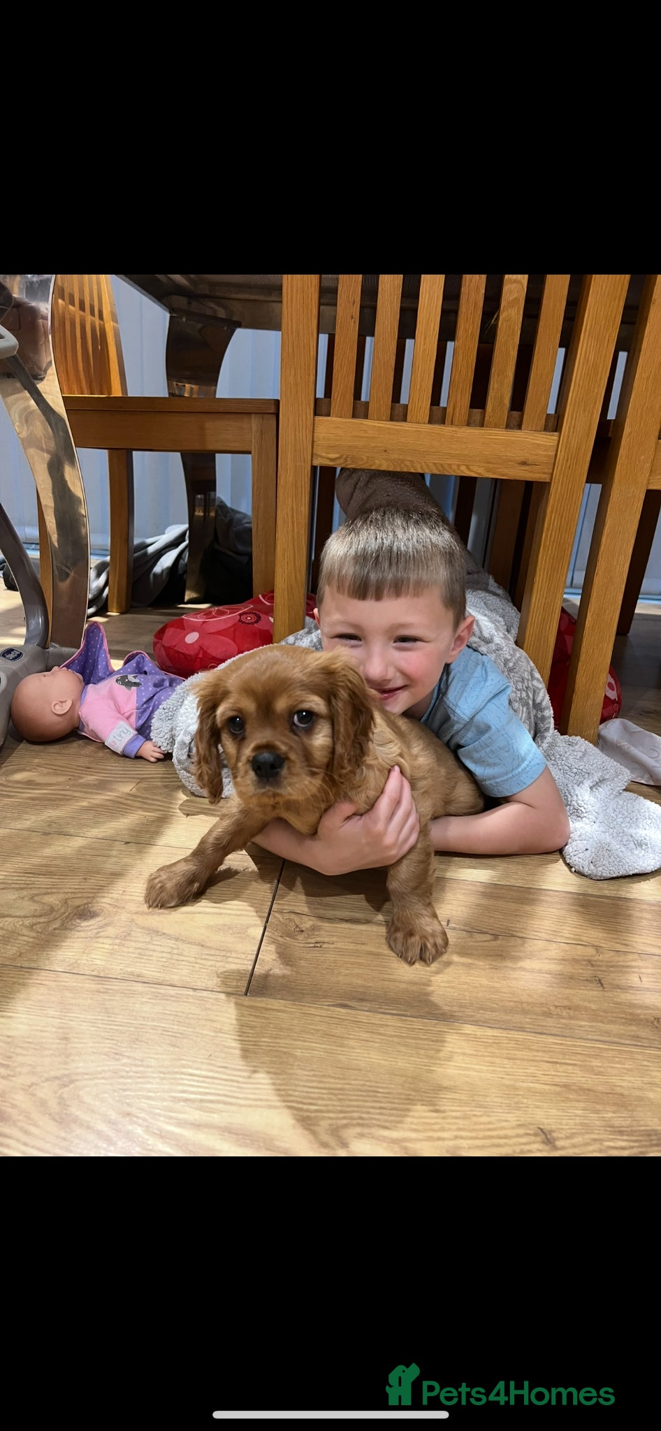 Cavalier King Charles Spaniel dogs *READY NOW!* KC Reg Health tested cavalier puppies - Advert 10