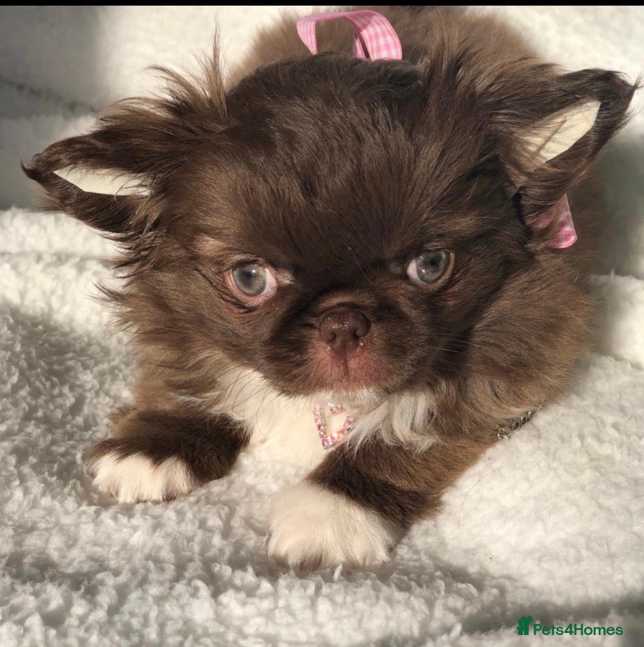 Chihuahua dogs for sale: 💖 Chocolate females and black tri male 💖 - Advert 1