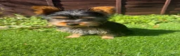 Yorkshire Terrier dogs for sale: Yorkshire terrier puppy  in Hemel Hempstead - Advert 6