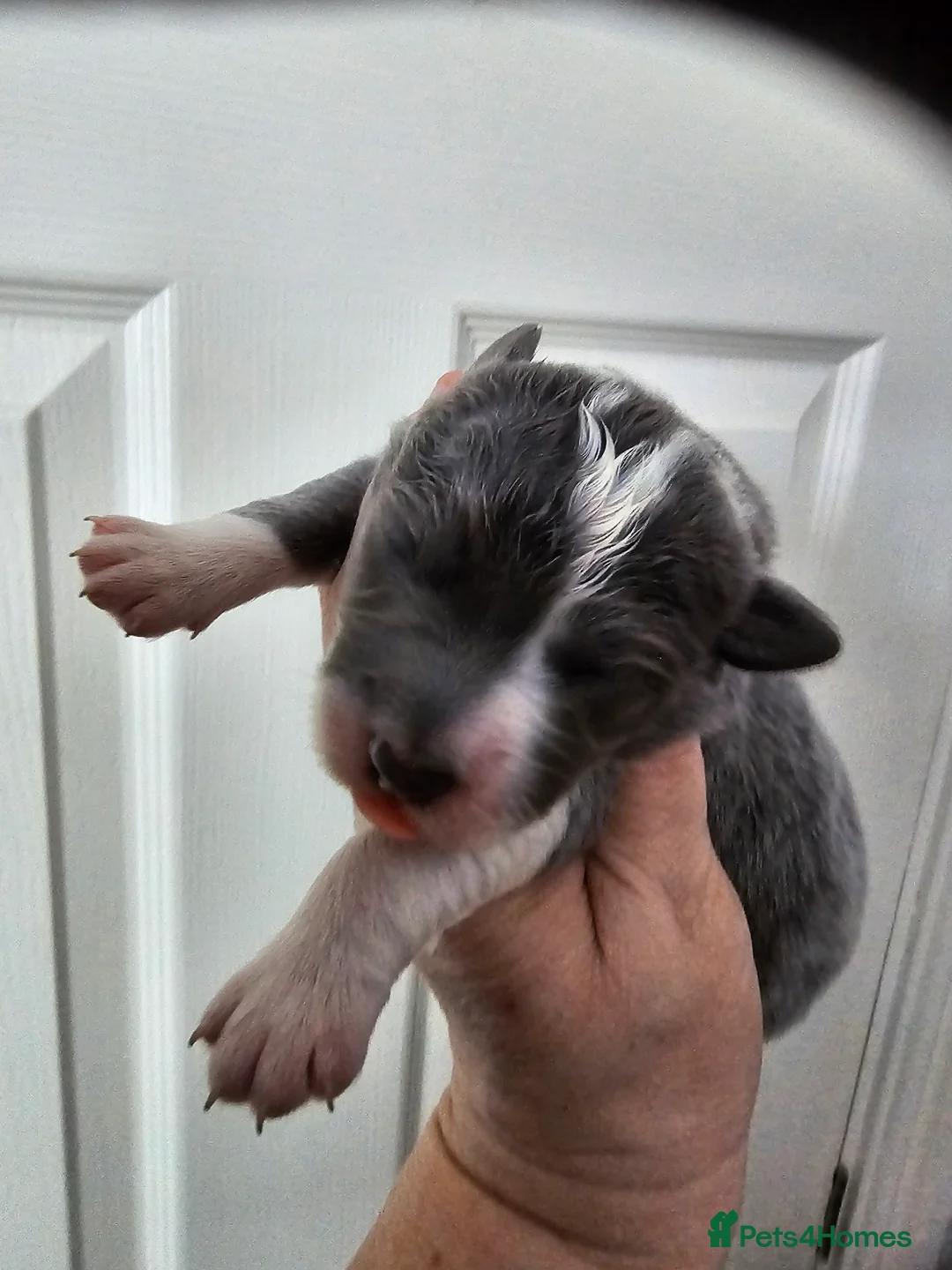 Border Collie dogs for sale: Blue white border collie pups - Advert 10