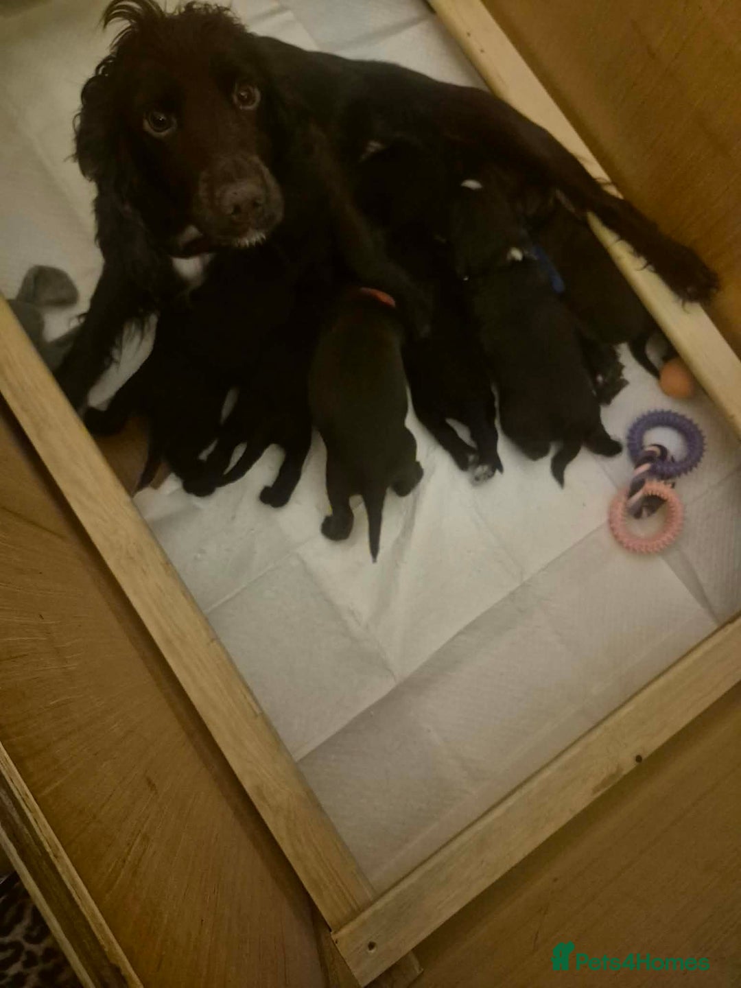 Cocker Spaniel dogs for sale: Cocker spaniel puppies - Advert 12