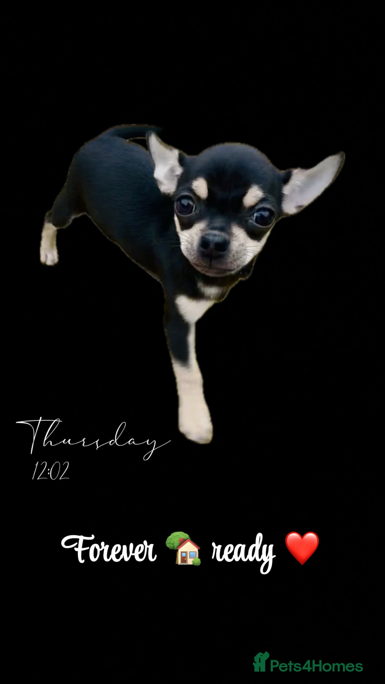 Chihuahua dogs KC Chihuahuas 🇬🇧 bloodline 5 🌟 - Advert 10