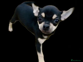 Chihuahua dogs KC Chihuahuas 🇬🇧 bloodline 5 🌟 - Advert 16