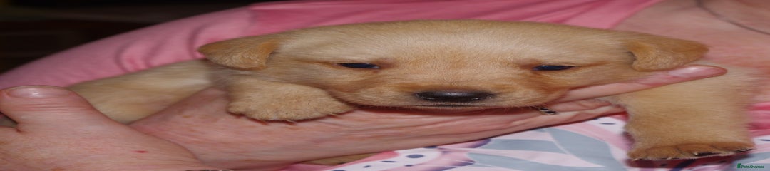 Labrador Retriever Puppy 5