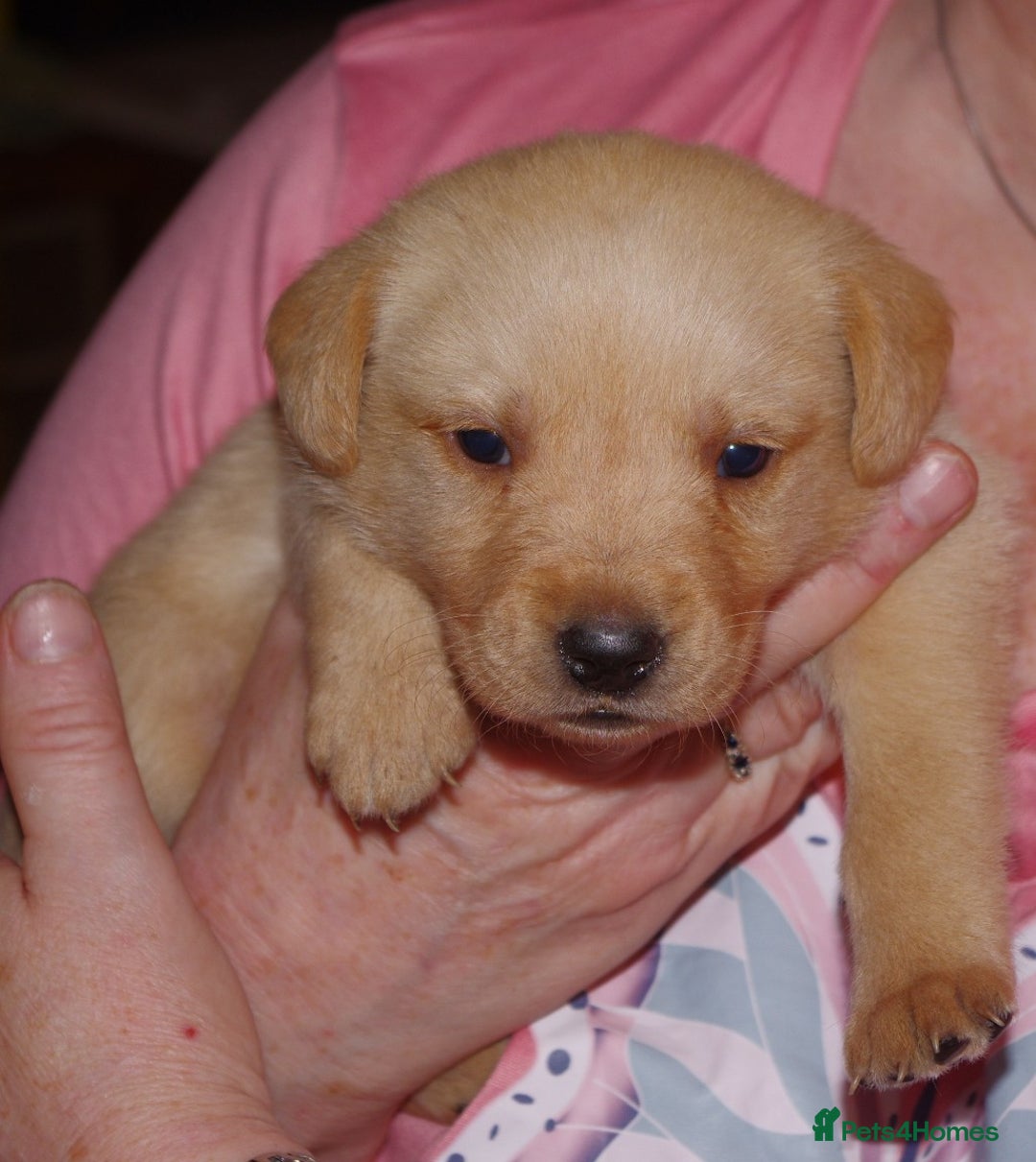 Labrador Retriever dogs for sale: * labrador retriever pups for sale - Advert 7