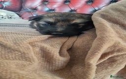 German Shepherd dogs for sale: Long-Haired Straight Back German Shepherd Puppies - Image 30