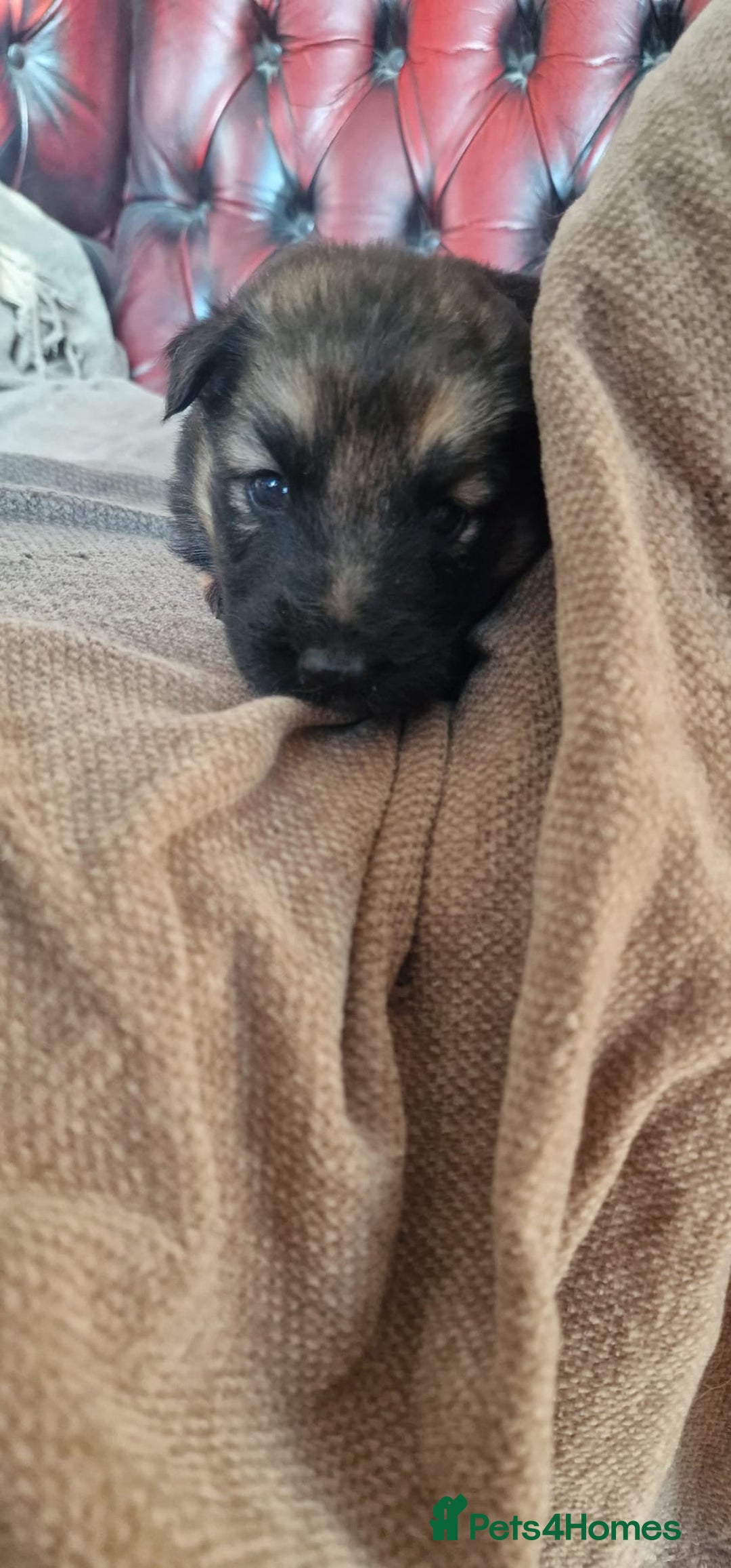 German Shepherd dogs for sale: Long-Haired Straight Back German Shepherd Puppies - Image 30