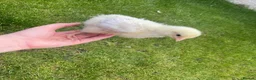 Chickens poultry for sale: Indian runner ducks and chicks available soon! - Advert 3