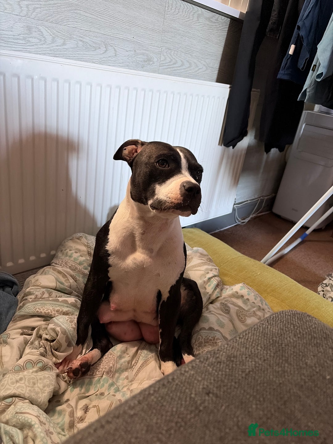 Staffordshire Bull Terrier dogs for sale: Staffordshire Bull Terrier puppies for sale  - Image 21