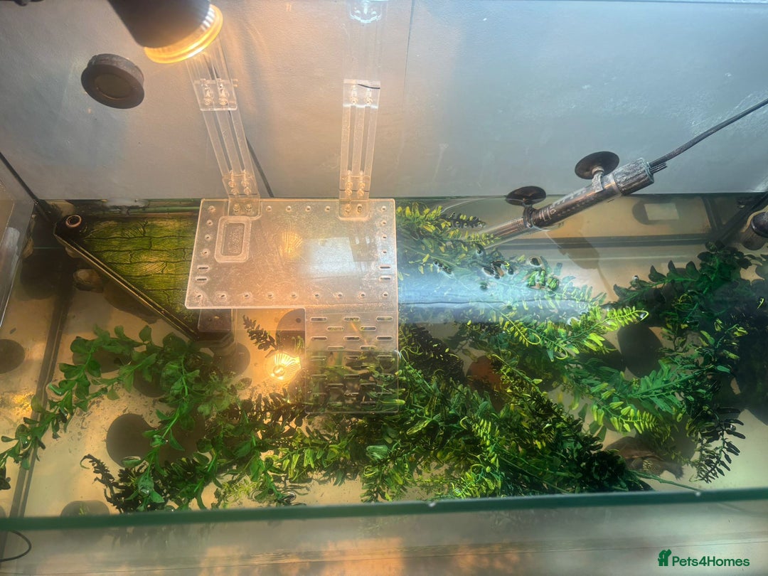 Turtle reptiles for sale: Chinese stripe neck pond turtles - Image 9