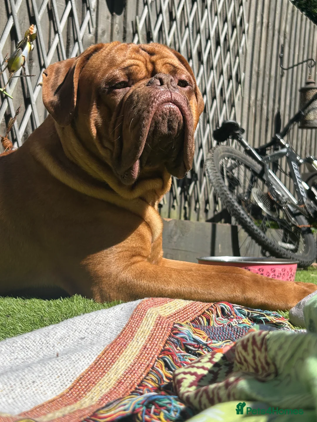 Dogue De Bordeaux dogs for sale: 3 year old DDB - Advert 4