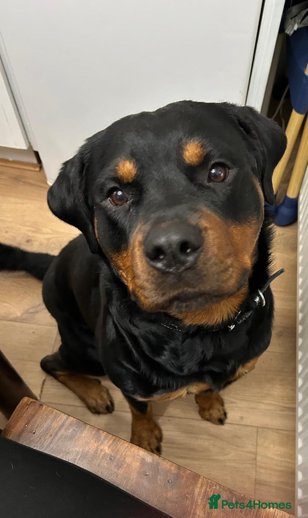 Rottweiler dogs for sale: 2 year old Rottweiler - Advert 7