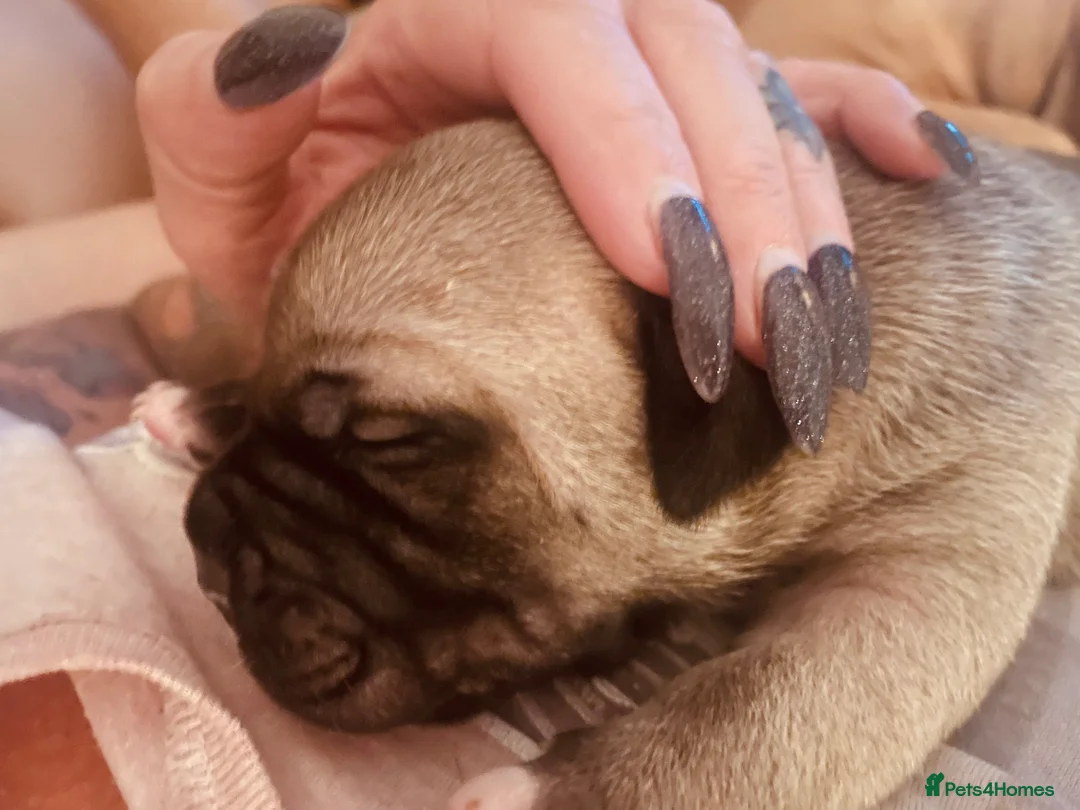 American Bully dogs for sale: ⭐️ 3/4 stunning Pocket bullys mix of colours ⭐️ - Advert 29