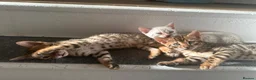Bengal cats for sale: 3 pure bengals boys available  - Advert 6