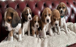 Beagle dogs for sale: Beagle Puppies - Image 2