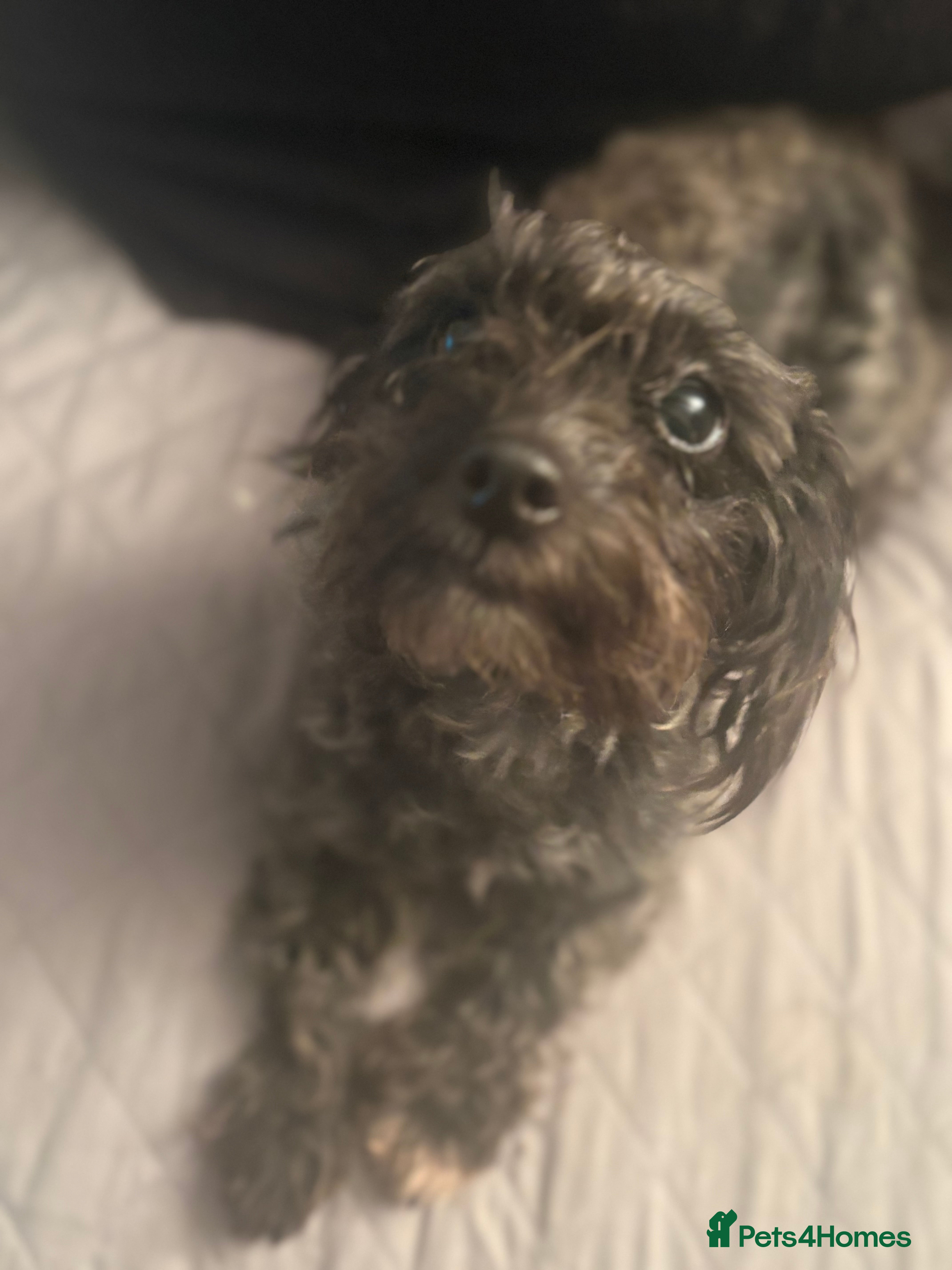 Mixed Breed dogs 16 month old shi zue - Advert 1