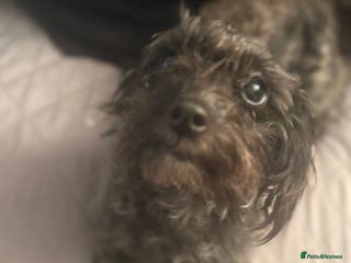 Mixed Breed dogs 16 month old shi zue - Advert 9