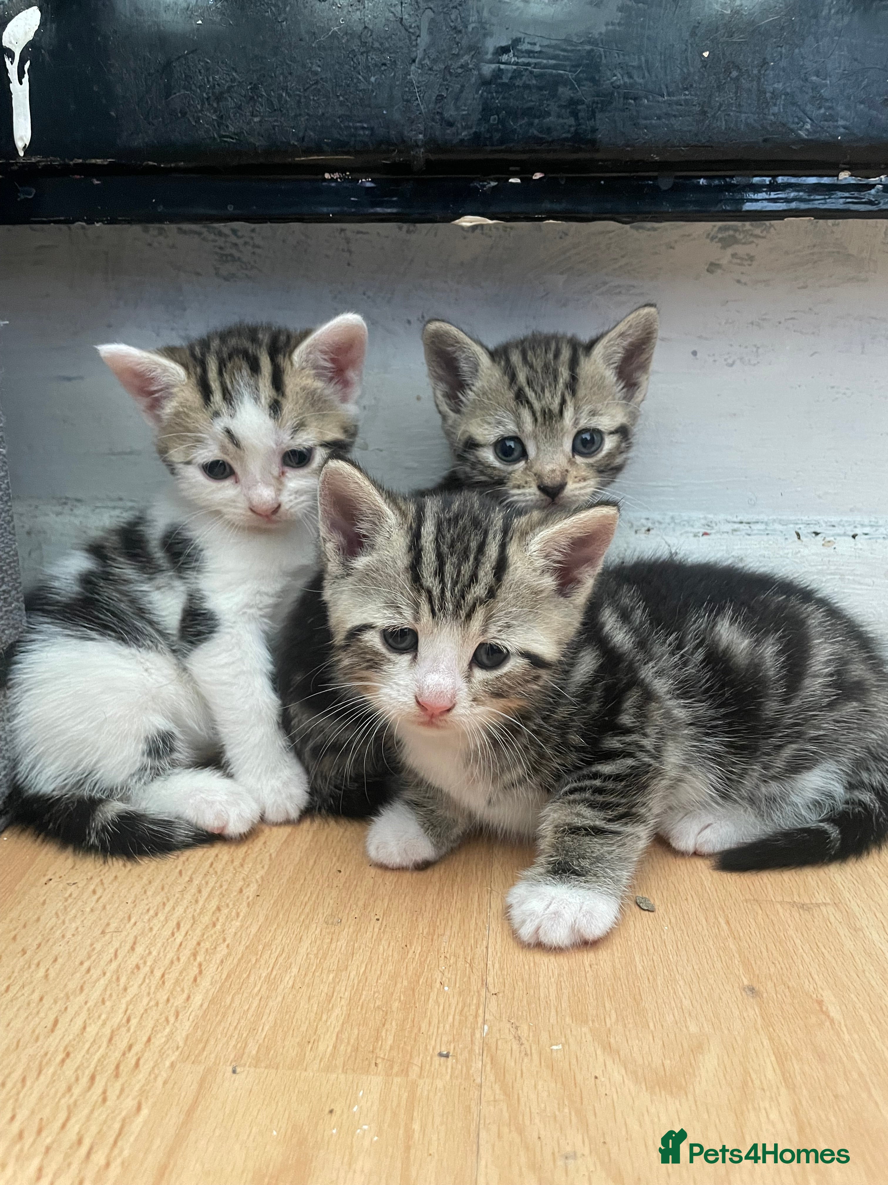 Domestic Shorthair cats Adorable 4-week-old kittens ready to reserve - Advert 1