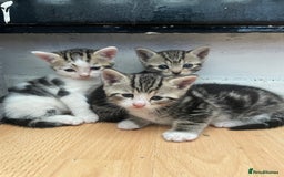 Domestic Shorthair cats for sale: Adorable 4-week-old kittens ready to reserve - Image 1