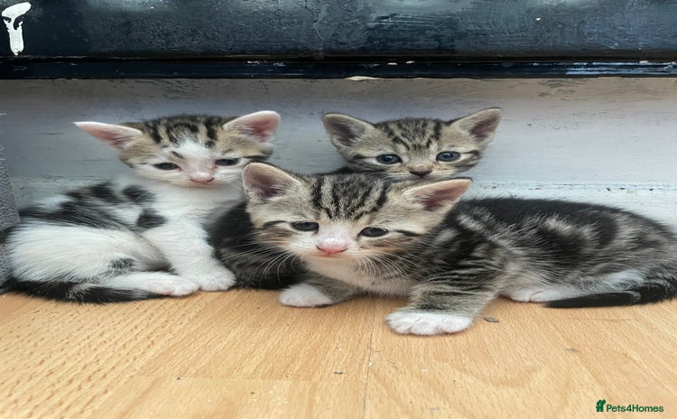 Domestic Shorthair cats - Advert 4