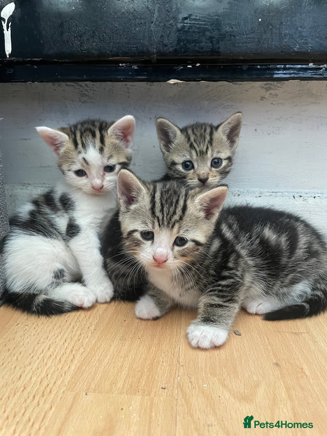 Domestic Shorthair cats for sale: Adorable 4-week-old kittens ready to reserve - Image 1