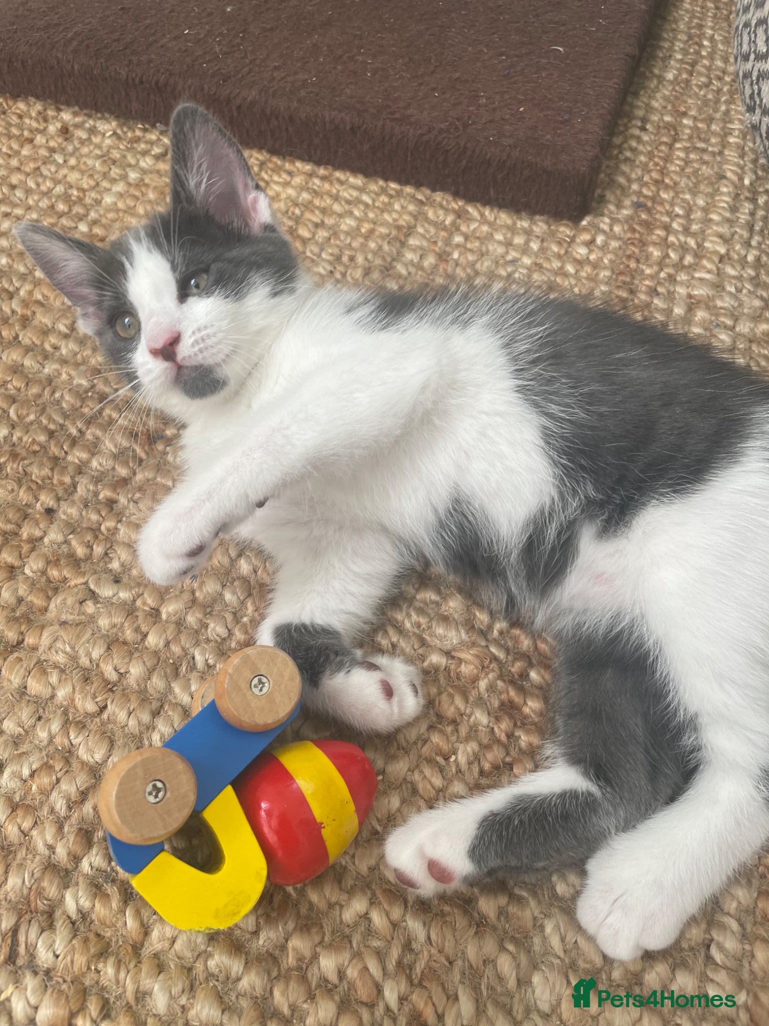 Mixed Breed cats Quarter bengal x maine coone kitten - Advert 12